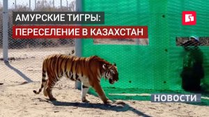 Четырёх амурских тигров из России выпустят в дикую природу Казахстана. 27/05/2026.
