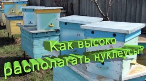 Нуклеусы на земле или выше: влияет ли высота на вывод маток? | Профессор Кашковский 🐝📏