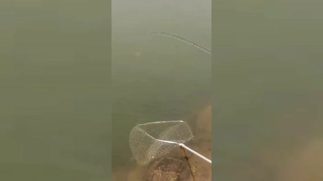 Кета на воблер 80 мм (13 гр) №23  🎣