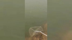 Кета на воблер 80 мм (13 гр) №23  🎣