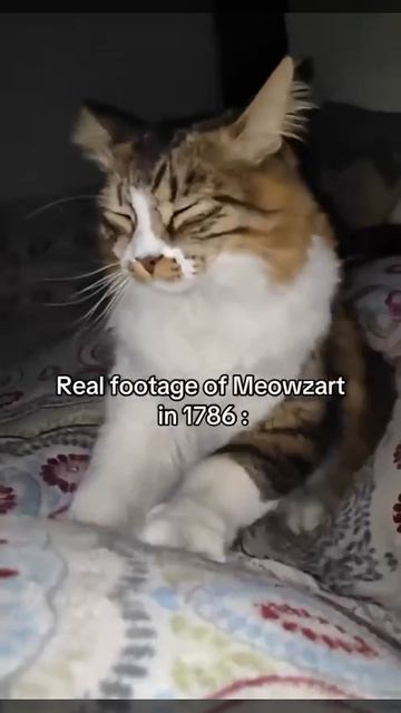 Мяуцарт смотреть онлайн