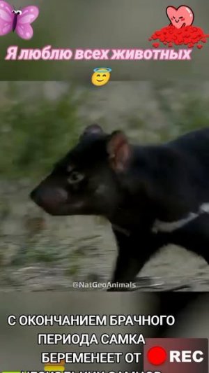 Я люблю всех животных😇
