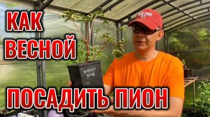 Осталось всего 2 недели! Идеальное время для посадки пиона весной: посади ПИОН весной ЭТИМ способом