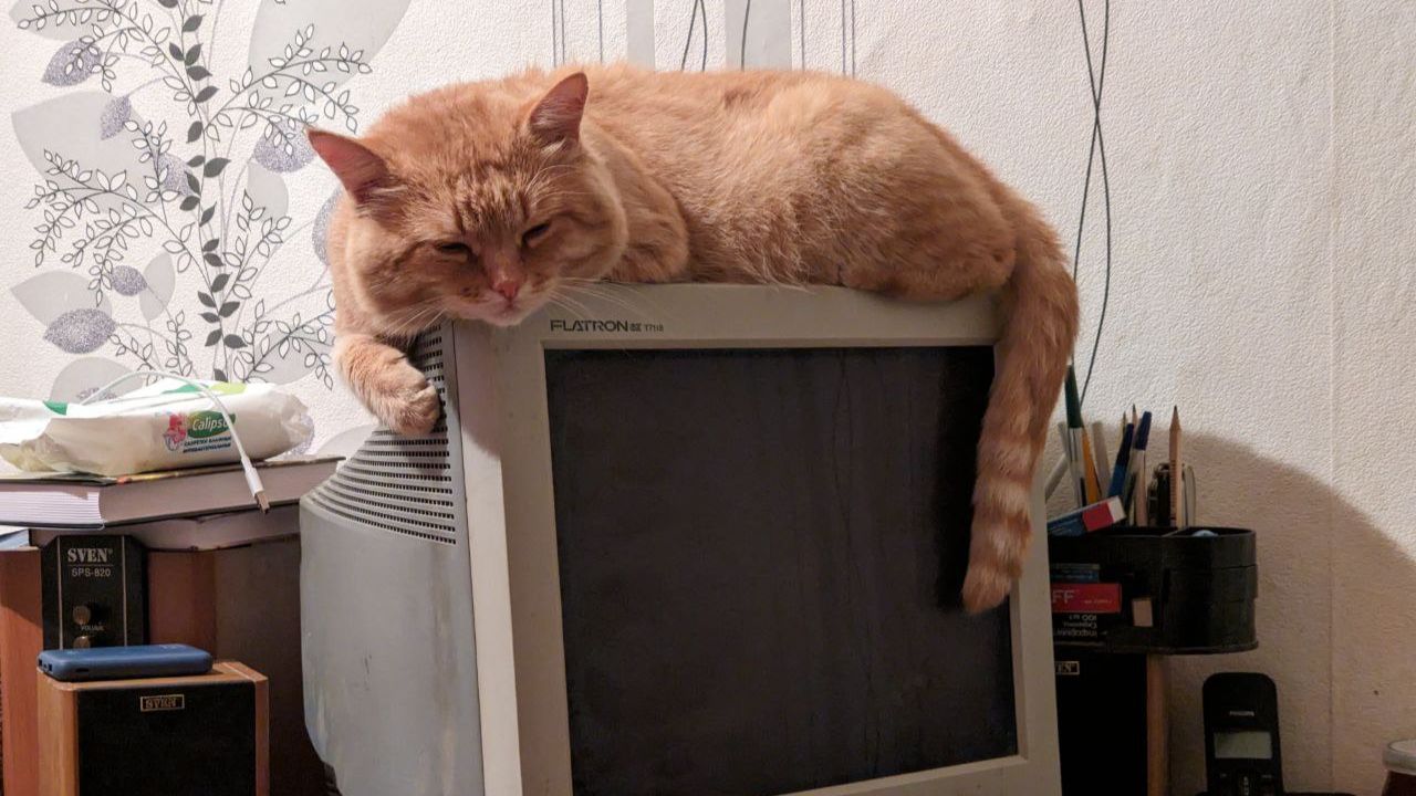 Сонный кот