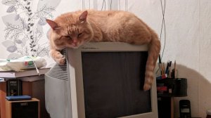 Сонный кот