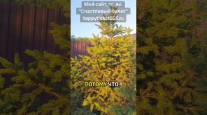 Почему нарциссы никогда не бывают счастливы...