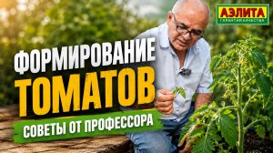 ФОРМИРОВАНИЕ ТОМАТОВ. Советы от профессора!