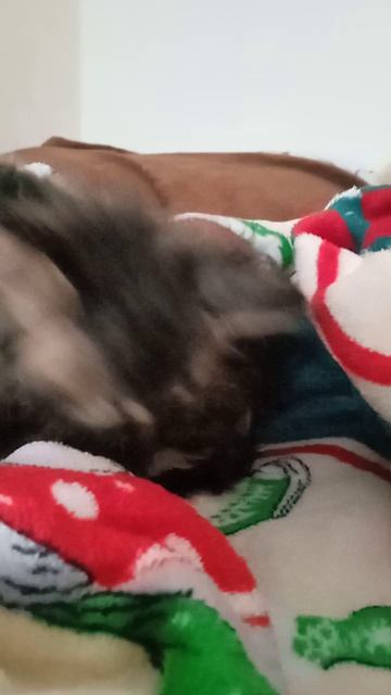 мне и смешно и грустно одновременно 🤣🤣🤣😭😭 нам подкинули котëнка 🥺 смотреть онлайн