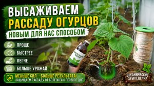 Сажаем огурцы по новому - меньше труда,  больше результат.