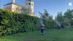 Больше 50 тысяч деревьев и кустарников обработают в Иркутске от горностаевой моли
