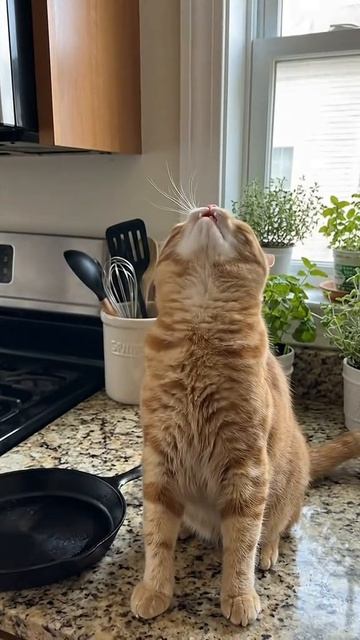 Котики смотреть онлайн