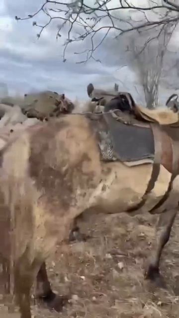 Так и живём зиму я показывал