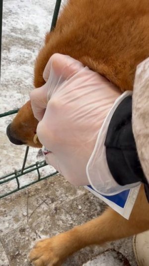 Плута РАНЕНА Пандой Pluta is INJURED by Panda