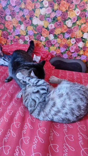 кошки выясняют отношения
