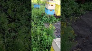 Акация ещё дает .