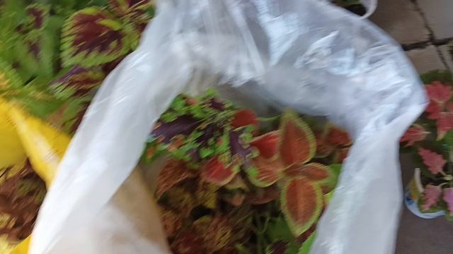 Привезли из дома красоту. Жара 40 гр. камера отключилась смотреть онлайн