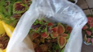 Привезли из дома красоту. Жара 40 гр. камера отключилась