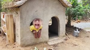 Удивительная жизнь маленькой обезьянки 6ч.🙈🐵🐒🦧