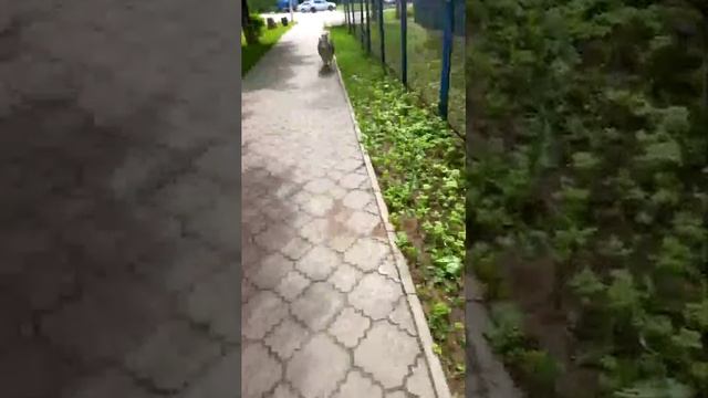 ☆Утро на максимум☆ Разговор смотреть онлайн