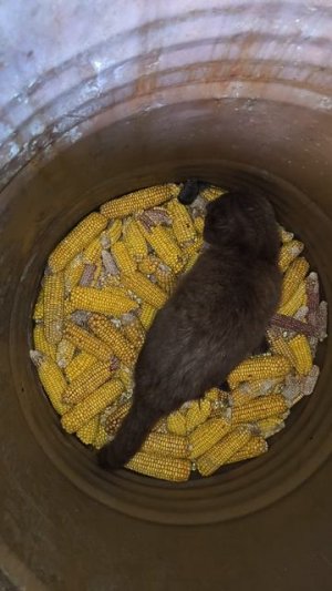 Современные, породистые коты! Крысоловы, Мышеловы!