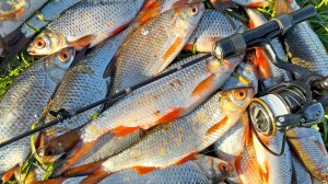 ПЛОТВА НЕ УСТОИТ ПЕРЕД КУРИНОЙ ЛАПКОЙ. МОРМЫШИНГ. Рыбалка на спиннинг в мае