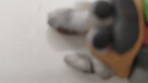 Robzi из пластилина