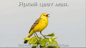 Фотоохота с Альбертом. Яркий цвет мая.
