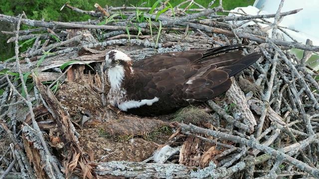 Гнездо Скопы Потрясающий Вид и Панорама с Дрона