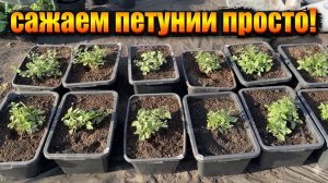 ЖАЛЕЮ что РАНЬШЕ ТАК не САЖАЛА ПЕТУНИЮ! ТЕПЕРЬ ТОЛЬКО ТАК!