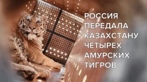 Россия передала Казахстану четырех амурских тигров