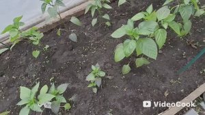 Влог/297/Один день на даче/ Дождь, холод, рисую картину, готовлю..