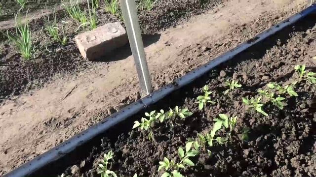 Безрассадные помидоры 28 мая
