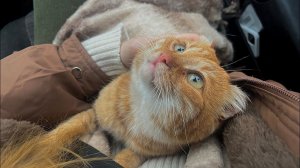 Пополнение в домике! История одной внезапной любви.