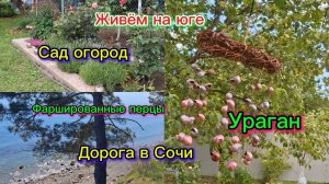 28-05-2026/Краснодарский край//Живём на юге//Работаем в саду,огороде//Ужасный ветер//Дорога в Сочи//