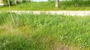 #как хорошо гулять и наблюдать