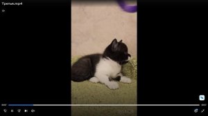 Котята питомника кошек  ЧЕШИР ЛЕНД
