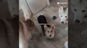 Давненько меня не было? Да коржата? Скучали???? 🥹🥹