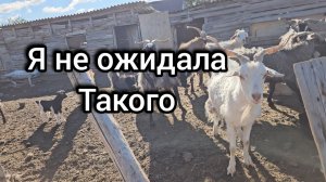 Утром встали, а на базах все лежат😱 пол-ведра гладиолусов