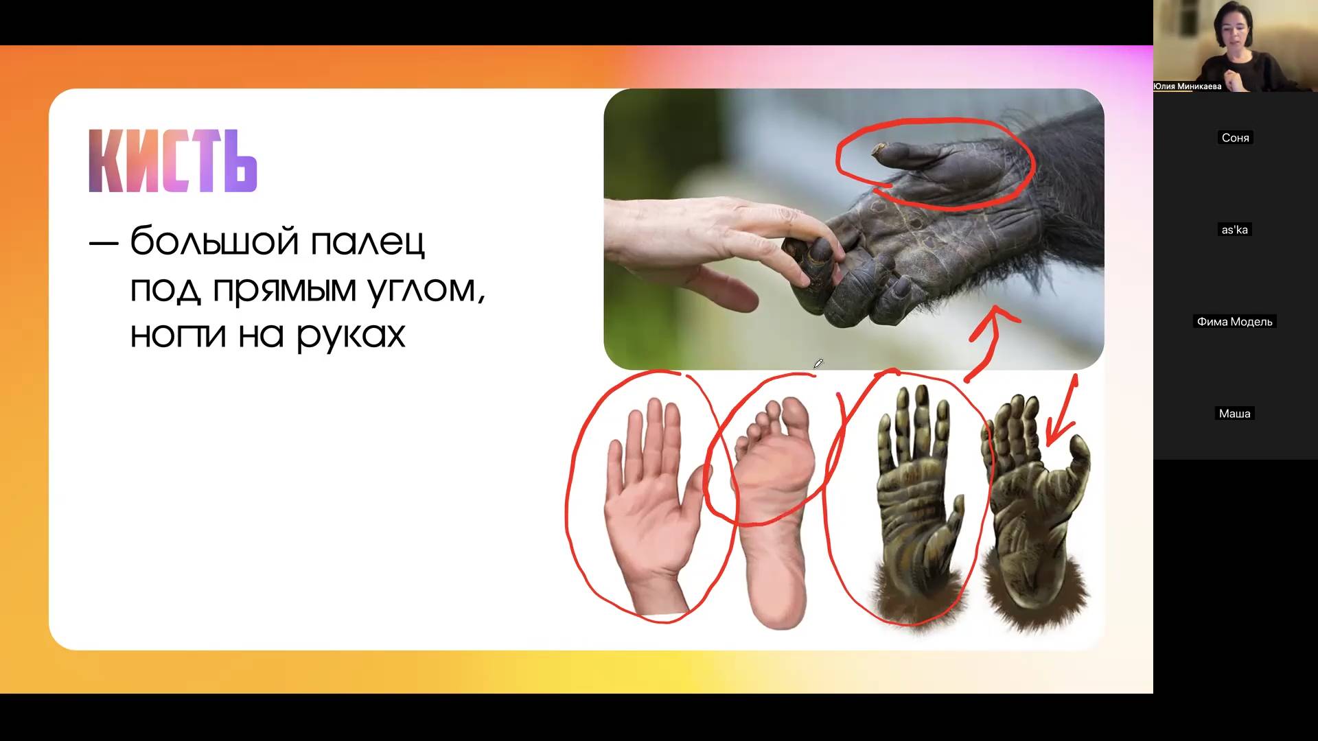 Почки. Кожа. Отличие человека от животных