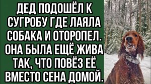 ИСТОРИИ ИЗ ЖИЗНИ|Дед подошёл к сугробу где лаяла собака|РЕАЛЬНЫЕ ИСТОРИИ|ЖИЗНЕННЫЕ ИСТОРИИ