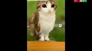 Бывает кипипастой