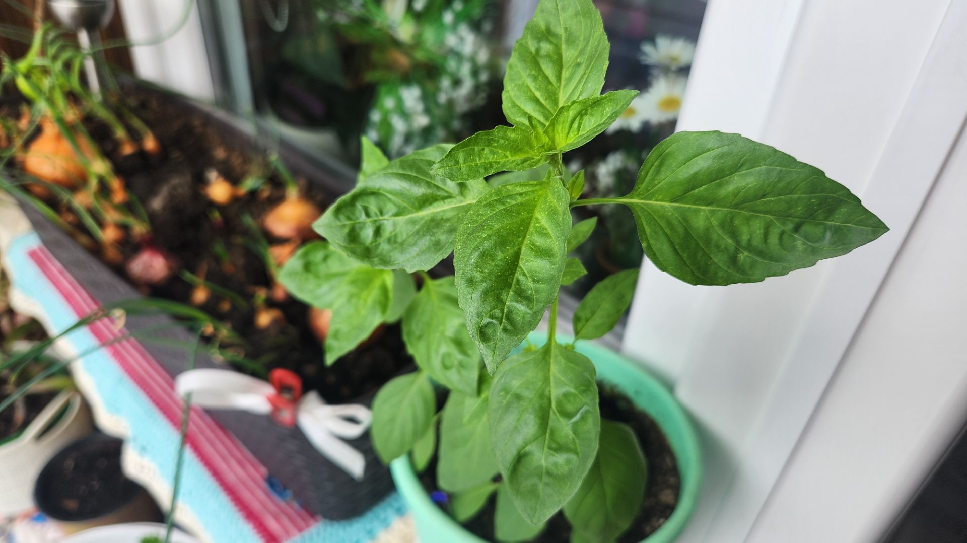 Удачный эксперимент с Тайским сладким базиликом 🌳 🍕