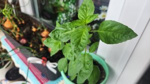 Удачный эксперимент с Тайским сладким базиликом 🌳 🍕