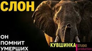 Слон