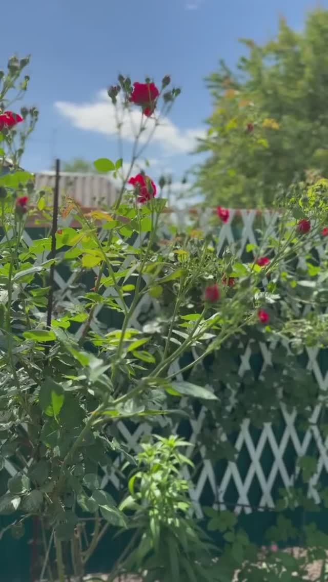 Зацветает Симпати🌺 смотреть онлайн