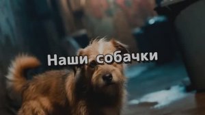 Наши собачки
