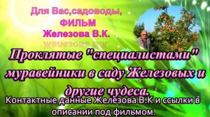 Проклятые «специалистами» муравейники в саду Железовых и другие чудеса.