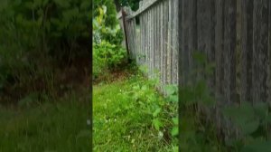 VID_20260527_125335.mp4