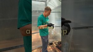 Высаживай томаты правильно, урожай порадует