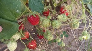 🍓❄️ Виктория в Удмуртии: сорта и выращивание